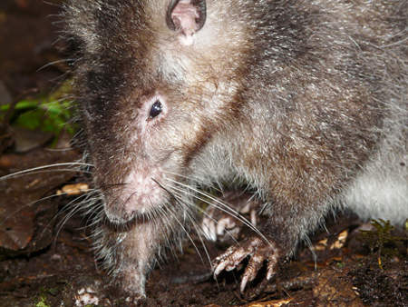 Nome: giant-rat-topo-gigante-nuova-guinea.jpg
Visite: 78
Dimensione: 35.5 KB